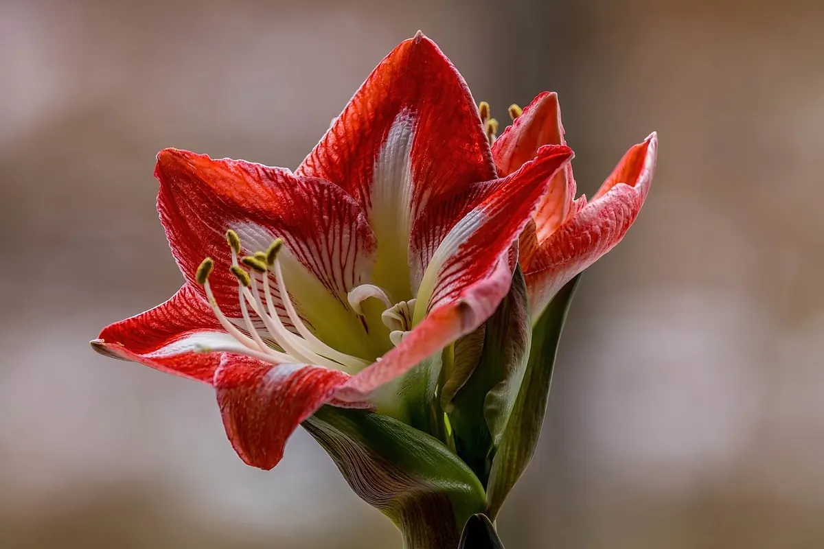 Autumn Planting in Cumbria: Bulbs, Bare-Root Trees and Hedge Plants