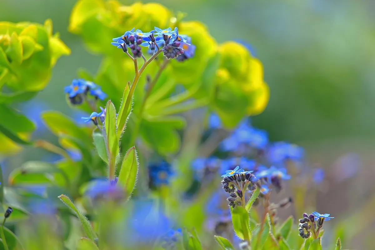 Designing a Low-Maintenance Cottage Garden for a Wet Cumbrian Climate