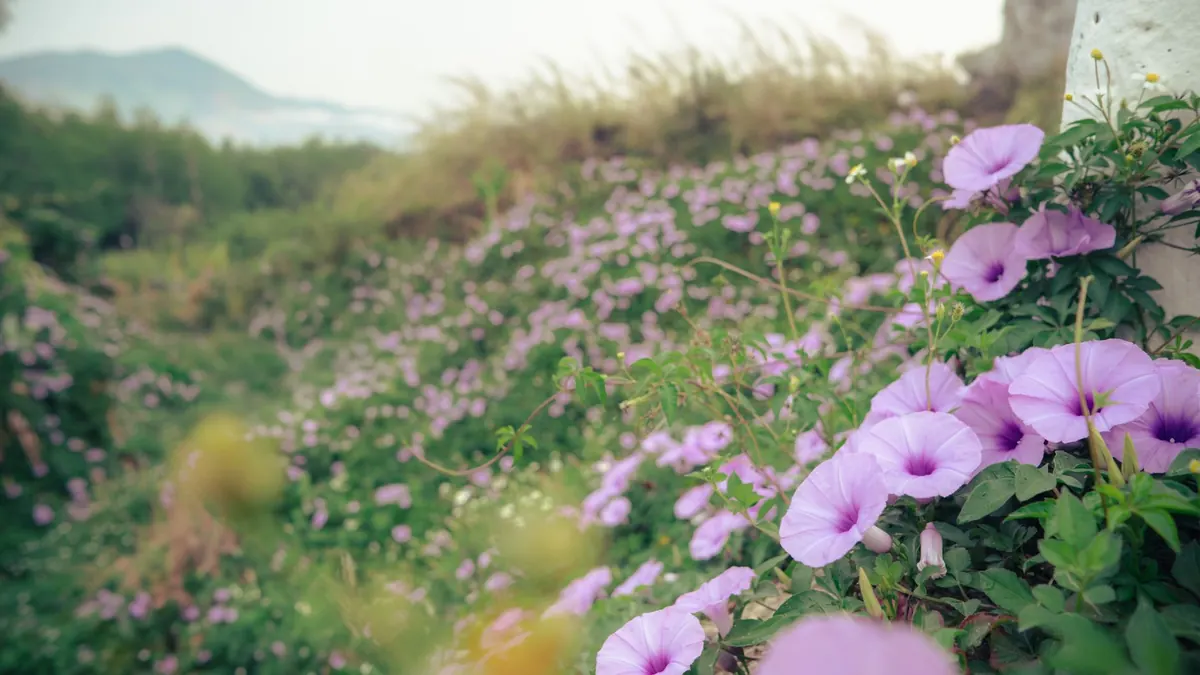 Holehird Gardens: A Local's Guide to Visiting Cumbria's Horticultural Gem