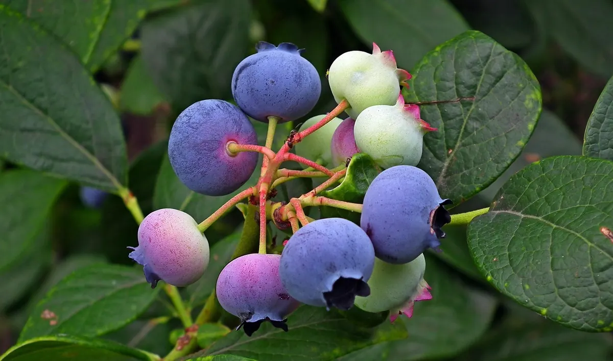 How to Grow Blueberries in Cumbria's Acidic, Rain-Fed Soil